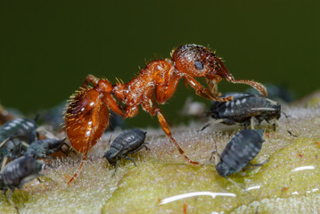 Ameise betrillert und melkt Blattlaus, Rote Gartenameise myrmica rubra erntet Honigtau, Symbiose zwischen Ameisen und Blattläusen, Ameise bewacht und beschüzt Blattlauskolonie