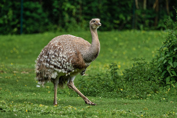 Darwin's rhea, Rhea pennata also known as the lesser rhea.