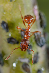 Ameise bewacht Blattläuse, Gartenameise beschützt und behütet Blattlauskolonie, Symbiose zwischen Ameise und Blattlaus, Knotenameise, Myrmica rubra hütet und verteidigt Blattläuse