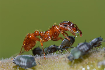 Ameise melkt Blattlaus, Gartenameise erntet Honigtau, Eine Blattlaus wird von einer Myrmica rubra gemolken, trinkt Honigtau vom Hinterleib einer Blattlaus, Gemeinschaft von Ameisen und Blattläusen - obrazy, fototapety, plakaty