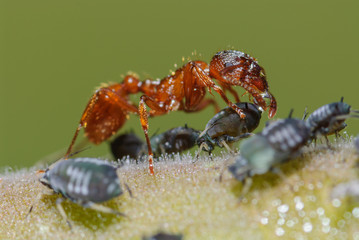 Wiesenameise behütet und melkt Blattläuse, Rotgelbe Wiesenameise Myrmica rubra melkt Blattlaus Ameise trinkt Honigtau