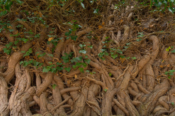 Brick wall twined with interwoven trunks and branches of ivy with cobweb and green and yellow leaves