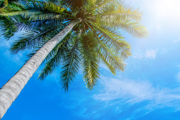 Fototapeta na wymiar Coconut Palm tree on tropical beach with blue sky and sunlight in summer, uprisen angle.