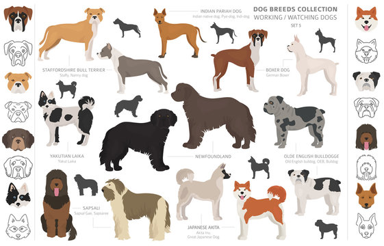 Working, service and watching dogs collection isolated on white. Flat style. Different color and country of origin
