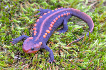 salamander on green mos/ wildlife reptile crocodile salamander spotted orange and black rare...