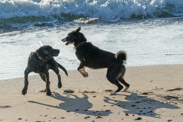 Happy dogs playing on the beach