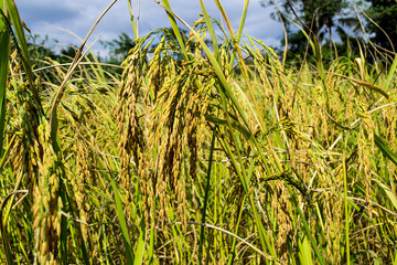 Naklejka premium Yellow rice seeds waiting to be harvested.