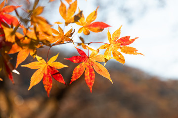 紅葉　もみじ　秋イメージ