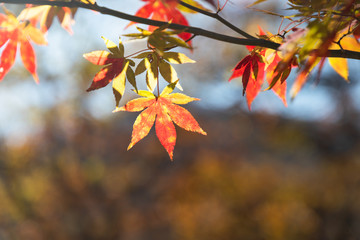 紅葉　もみじ　秋イメージ