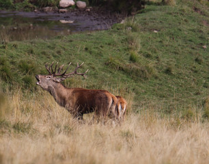 deer with antlers