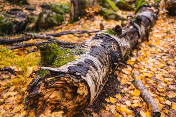 Fallen tree covered by leaves and moss in a forest in autumn