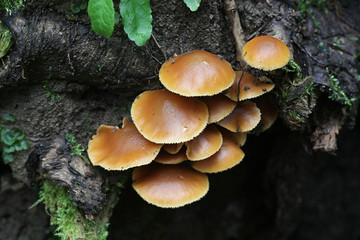 Galerina marginata, known as the Funeral Bell mushroom or deadly Galerina, a deadly poisonous mushroom from Finalnd