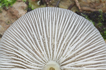 Mycena galericulata, known as the common bonnet, the toque mycena, or the rosy-gill fairy helmet, wild mushroom from Finland