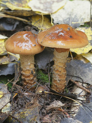 Cortinarius trivialis, known as Girdled Webcap, wild mushroom from Finland
