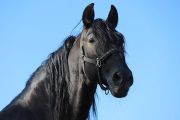 Young stallion looking over the corral fence