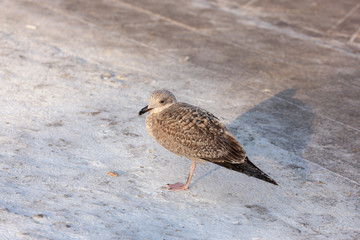 seagull portrait in winter