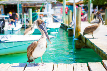 Big brown pelicans in port of Islamorada, Florida Keys. Waiting for fish at Robbie's Marina.