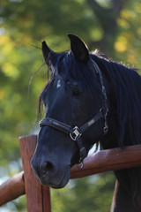 Young stallion looking over the corral fence