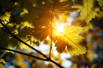 Yellow maple leaves glow in the sun, close-up. Sunny autumn day, withering leaves on the trees.