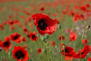 Obraz premium Red poppy spring may Crimea blooming field
