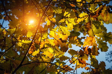 Yellow oak leaves glow in the sun on a warm autumn day. Oak branches close-up. Natural backgrounds, Wallpaper.