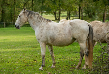 Horse grazing in the meadow