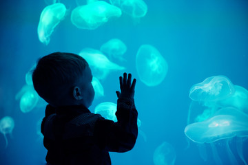 Little boy, child watching jellyfish swim at indoor aquarium. Kid at zoo aquarium.
