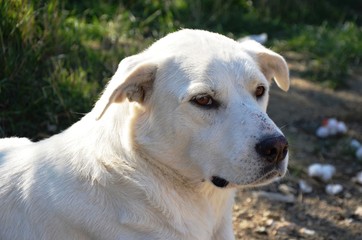 homeless sad white dog near the road. stray animal on the street