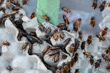 Close-Up Of Gryllus bimaculatus In Egg Carton ,Insects Cricket