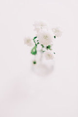 White chrysanthemum in vase on table. Floral wallpaper. Holiday, wedding, birthday concept. Copy space, flat lay, top view. Minimal style. Post card.