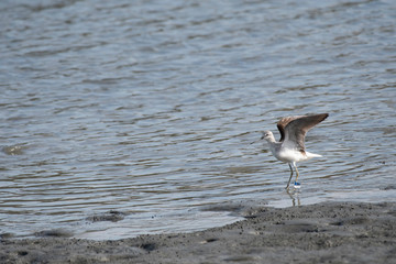 Greenshank landing in Tokyo Bay
