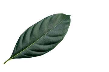 Closeup of single green leaf isolated white background useing for nature texture ecology concept.