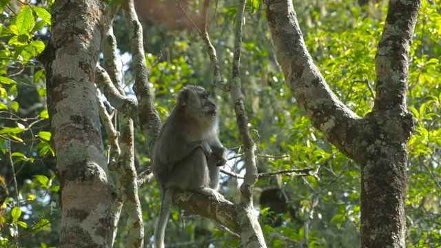 Long-tailed Macaque (Crab-eating Macaque or Macaca fascicularis) in tropical rainforest near Mt Rinjani, Lombok, Indonesia