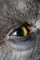 british shorthair cat breed prepared for entropion surgery