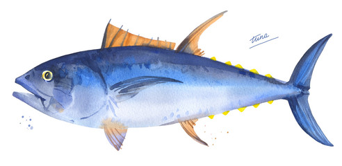 Bluefin tuna. Hand drawn watercolor fish illustration on white background