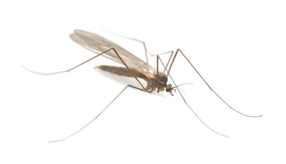 Winter gnat, Trichocera isolated on white background