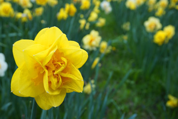 spring narcissus flowers in the green grass