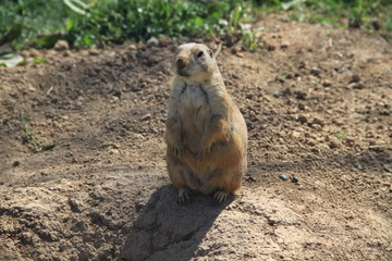 Marmotte