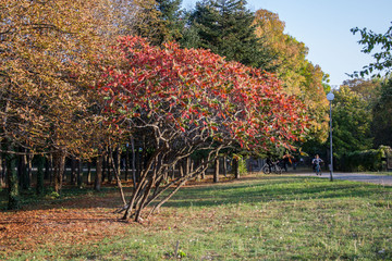 Beautiful autumn forest, colorful leaves and beautiful trees against blue sky, outdoors, fall colors in the park, people enjoying the good weather