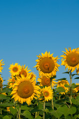 orange sunflowers on a background of blue sky