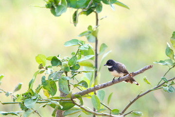 bird on a branch