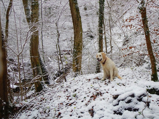 Fototapeta premium Junge Golden Retriever Hündin sitz im Wald bei Schnee