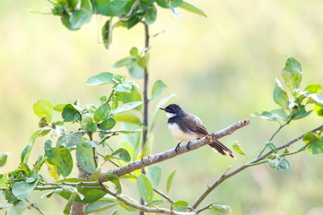 Obraz premium bird on a branch