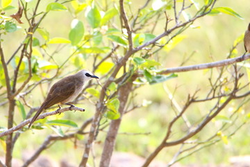 bird on a branch