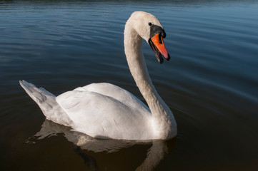 white swans with small swans on the lake