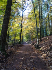 Wanderung durch den Herbstwald zur Burg Montclair 