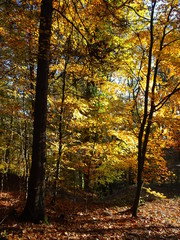 Wanderung durch den Herbstwald zur Burg Montclair