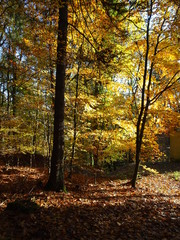 Wanderung durch den Herbstwald zur Burg Montclair