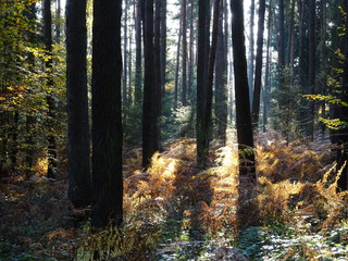 Wanderung durch den Herbstwald zur Burg Montclair