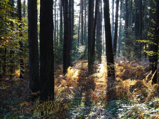 Wanderung durch den Herbstwald zur Burg Montclair